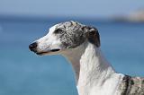 WHIPPET 240